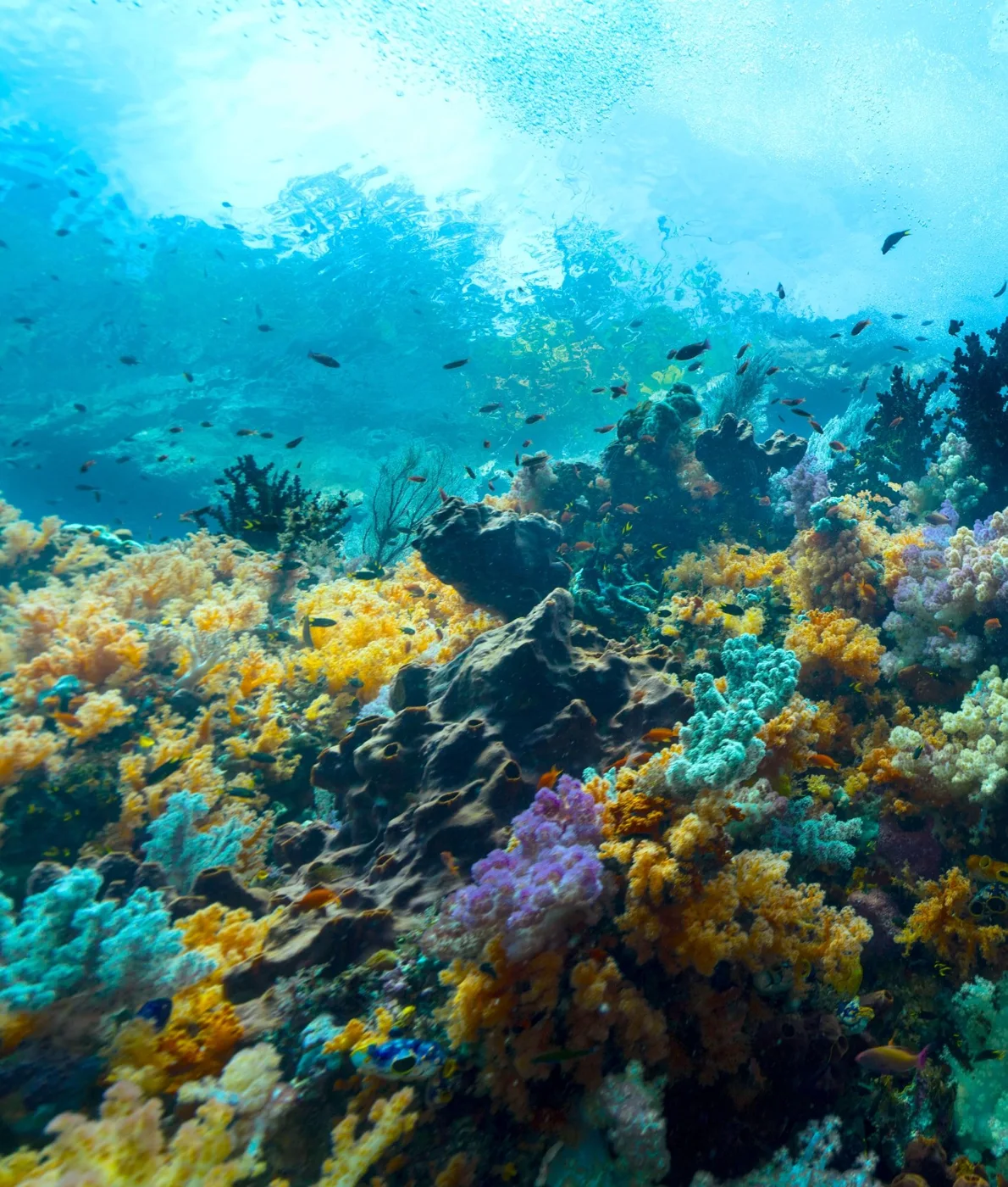 Fish above a colourful coral reef