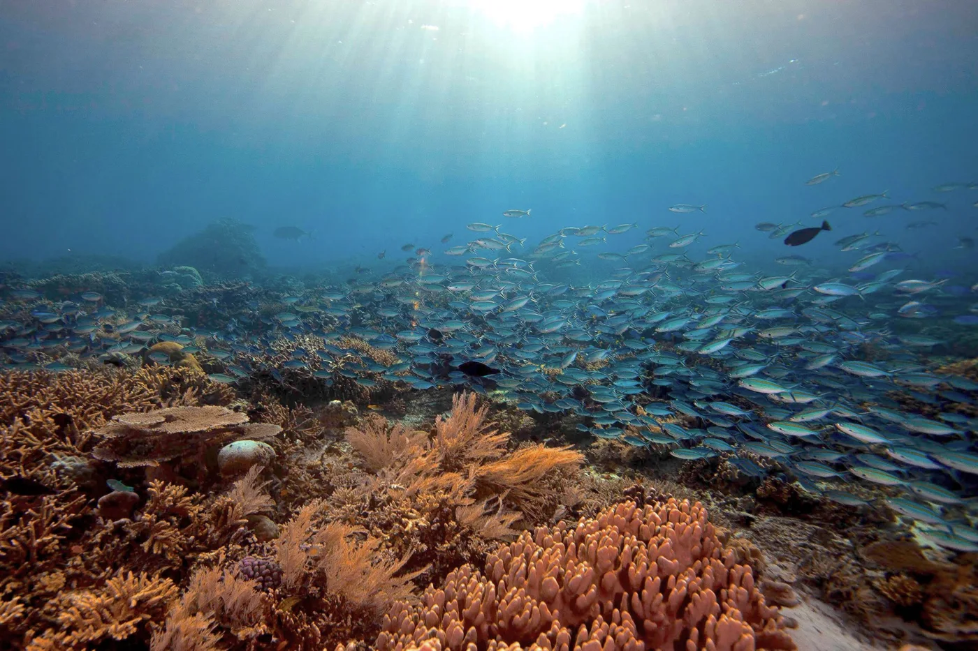 Coral and schooling fish from the Alor destination collection